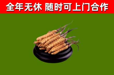 聊城市回收散虫草