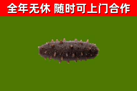 聊城市回收海参干